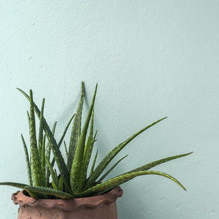 Aloe Vera Pflanze im Topf