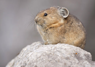 Pika sitzt auf einem Stein