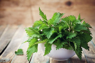 Warum die Brennnessel ein wahres Superfood ist